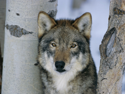 Grey Wolf Head Portrait, Us by Lynn M. Stone Pricing Limited Edition Print image