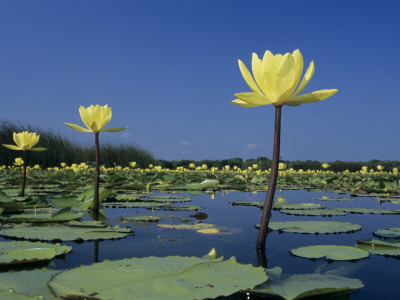 Yellow Water Lilies, In Bloom On Lake, Welder Wildlife Refuge, Sinton, Texas, Usa by Rolf Nussbaumer Pricing Limited Edition Print image