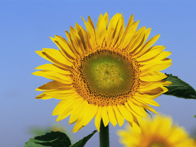 Sunflower, Illinois, Usa by Lynn M. Stone Pricing Limited Edition Print image