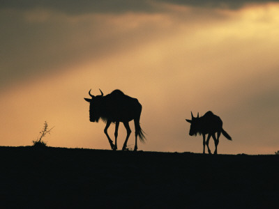 Two Wildebeest, At Sunset, Kenya by Terry Andrewartha Pricing Limited Edition Print image