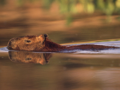 Capybara Swimming, Pantanal, Brazil by Pete Oxford Pricing Limited Edition Print image