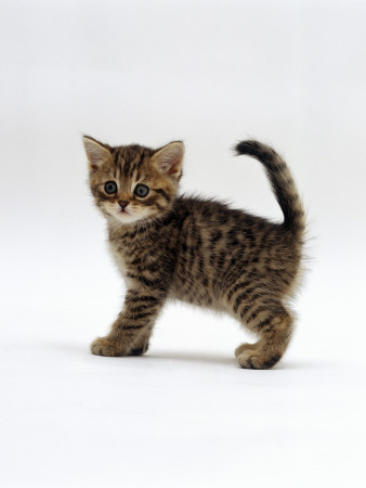 Domestic Cat, 6-Week Tabby Chinchilla Crossed With British Shorthair Kitten by Jane Burton Pricing Limited Edition Print image