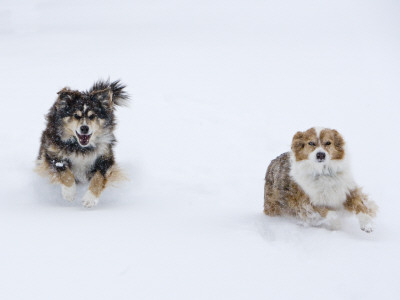 Female Red Merle And Red Tricolor Australian Shepherd Dogs Running In Snow, Longmont, Colorado, Usa by Carol Walker Pricing Limited Edition Print image