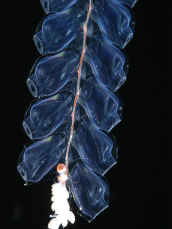 Deep Sea Siphonophore, Hydrozoan Cnidarian, 2503 Ft, Gulf Of Maine by David Shale Pricing Limited Edition Print image