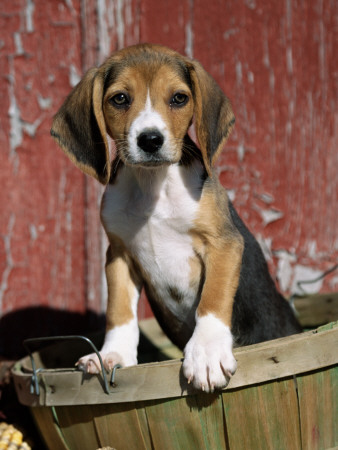 Beagle Dog Puppy by Lynn M. Stone Pricing Limited Edition Print image