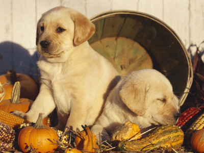 Golden Labrador Retriever Puppies, Usa by Lynn M. Stone Pricing Limited Edition Print image