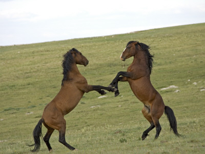 Mustang / Wild Horse, Two Stallions Fighting, Montana, Usa Pryor Mountains Hma by Carol Walker Pricing Limited Edition Print image