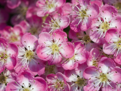 English / Midland Hawthorn, Close-Up Of Flowers, Uk by Georgette Douwma Pricing Limited Edition Print image