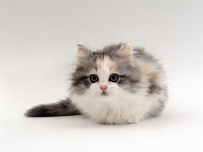 Domestic Cat, 9-Weeks, Chinchilla-Cross Kitten by Jane Burton Pricing Limited Edition Print image