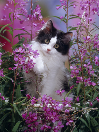 Domestic Cat, Black Bicolour Persian-Cross Kitten Among Rosebay Willowherb by Jane Burton Pricing Limited Edition Print image