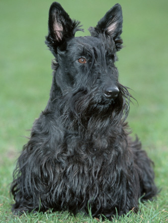 Scottish Terrier by De Meester Pricing Limited Edition Print image