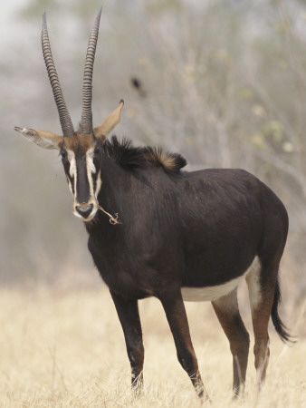 Sable Antelope, Chobe, Botswana by Tony Heald Pricing Limited Edition Print image