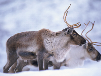 Reindeer From Domesticated Herd, Scotland, Uk by Niall Benvie Pricing Limited Edition Print image