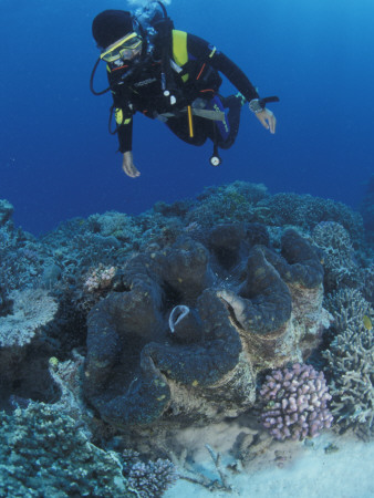 Diver And Giant Clam In Coral Reef, Great Barrier Reef, Australia by Jurgen Freund Pricing Limited Edition Print image