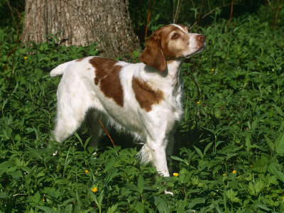 Brittany Spaniel, Domestic Gundog, Usa by Lynn M. Stone Pricing Limited Edition Print image