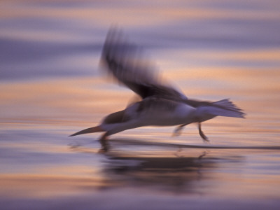 Black Skimmer Skimming At Sunset, Florida, Usa by Rolf Nussbaumer Pricing Limited Edition Print image