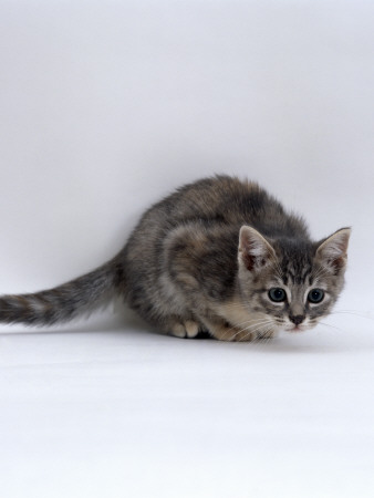 Domestic Cat, 8-Week Blue-Cream British Shorthair Kitten by Jane Burton Pricing Limited Edition Print image