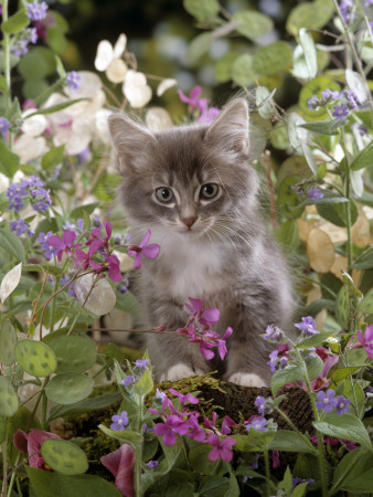 Domestic Cat, 7-Week, Fluffy Grey Male Kitten Among Flowers by Jane Burton Pricing Limited Edition Print image