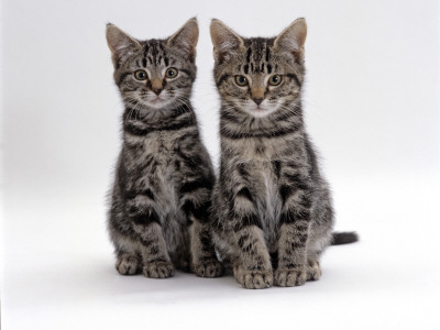 Domestic Cat, Two 8-Week Tabby Kittens, Male And Female by Jane Burton Pricing Limited Edition Print image