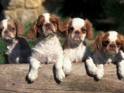 Four King Charles Cavalier Spaniel Puppies With Log by Adriano Bacchella Pricing Limited Edition Print image