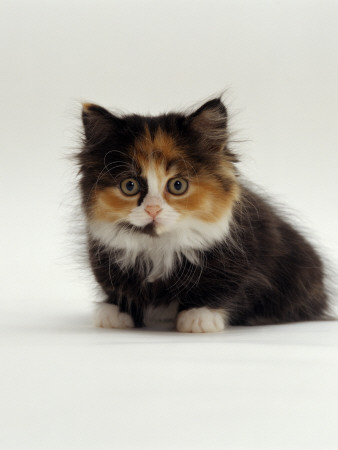 Domestic Cat, 8-Week Tortoiseshell And White Chinchilla-Cross Kitten by Jane Burton Pricing Limited Edition Print image