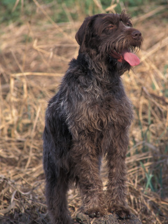 Korthal's Griffon / Wirehaired Pointing Griffon Portrait by Adriano Bacchella Pricing Limited Edition Print image