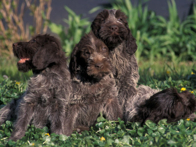 Korthal's Griffon / Wirehaired Pointing Griffon Puppies Resting / Playing In Grass by Adriano Bacchella Pricing Limited Edition Print image