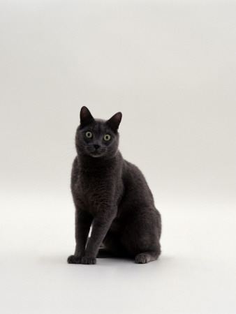 Domestic Cat, Korat Neutered Male by Jane Burton Pricing Limited Edition Print image