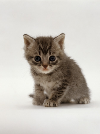 Domestic Cat, 4-Weeks, Silver Tortoiseshell Kitten by Jane Burton Pricing Limited Edition Print image