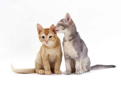 Domestic Cat, 9-Week, Blue-Cream Kitten Grooming Her Red Brother by Jane Burton Pricing Limited Edition Print image