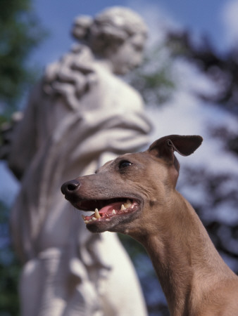 Fawn Whippet In Front Of Statue by Adriano Bacchella Pricing Limited Edition Print image