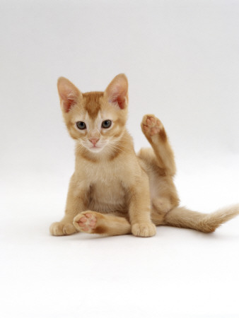 Domestic Cat, 9-Week Kitten Looking Up From Grooming by Jane Burton Pricing Limited Edition Print image