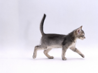 Domestic Cat, 8-Week Ticked-Silver Kitten, Walking Profile by Jane Burton Pricing Limited Edition Print image
