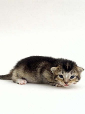 Domestic Cat, 2-Week Ticked-Tabby Kitten by Jane Burton Pricing Limited Edition Print image