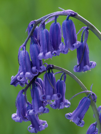 Bluebell Flower, Uk by Niall Benvie Pricing Limited Edition Print image