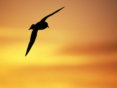 Silhouette Of Cape / Pintado Petrel, In Flight, Antarctica by David Tipling Pricing Limited Edition Print image