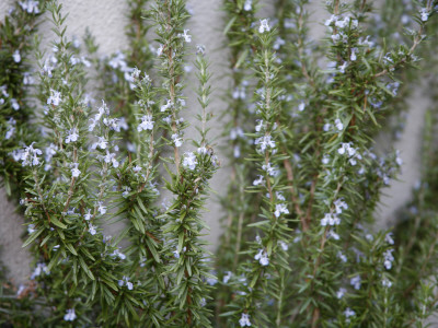Rosemary Greens by Nicole Katano Pricing Limited Edition Print image