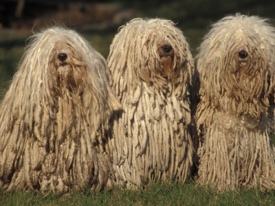 Domestic Dogs, Three Pulik / Hungarian Water Dogs Sitting Together by Adriano Bacchella Pricing Limited Edition Print image