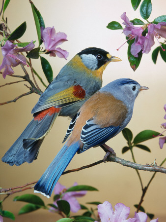 Silver-Eared Mesias (Leiothrix Argentauris), From Asia by Reinhard Pricing Limited Edition Print image