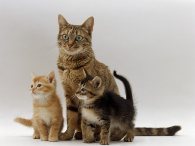 Domestic Cat, With Two Of Her 6-Week Kittens by Jane Burton Pricing Limited Edition Print image