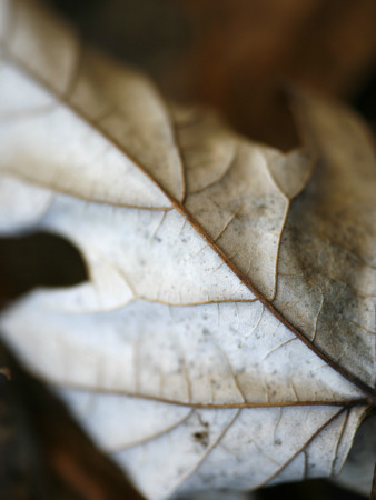 Fallen Leaves I by Nicole Katano Pricing Limited Edition Print image