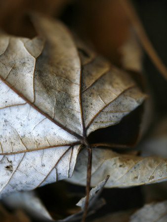 Fall Leaves Iv by Nicole Katano Pricing Limited Edition Print image