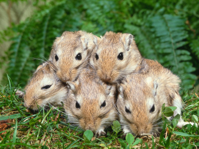 Dometic Gerbils (Meriones Unguiculatus) by Reinhard Pricing Limited Edition Print image