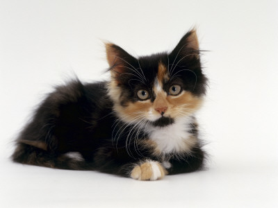 Domestic Cat, Kitten Portrait Resting On Floor by Jane Burton Pricing Limited Edition Print image