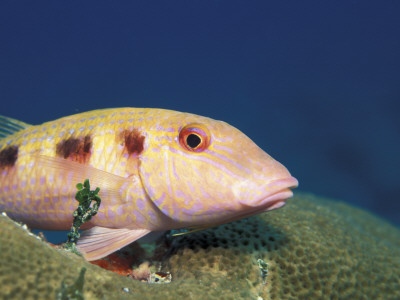 Spotted Goatfish, On Coral Caribbean Sea by Jurgen Freund Pricing Limited Edition Print image