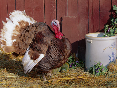 Bourbon Red Breed Of Domestic Turkey, Male, Usa by Lynn M. Stone Pricing Limited Edition Print image