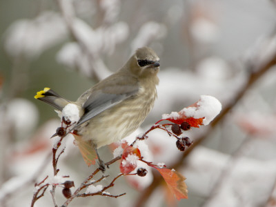 Cedar Waxwing, Young On Hawthorn With Snow, Grand Teton National Park, Wyoming, Usa by Rolf Nussbaumer Pricing Limited Edition Print image