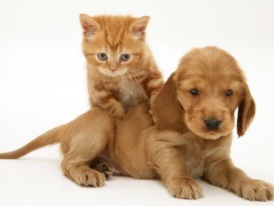 British Shorthair Red Tabby Kitten Climbing Ontop Of Golden Cocker Spaniel Puppy by Jane Burton Pricing Limited Edition Print image
