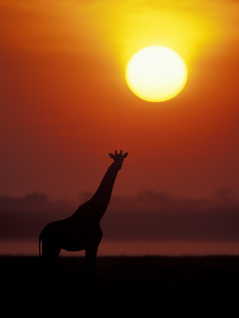 Giraffe Silhouetted At Sunset, (Giraffa Camelopardalis) Namibia Etosha National Park by Tony Heald Pricing Limited Edition Print image
