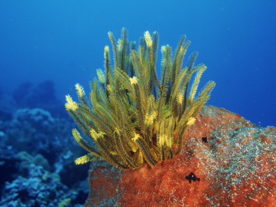 Yellow Featherstars On Sponge, Indo-Pacific by Jurgen Freund Pricing Limited Edition Print image